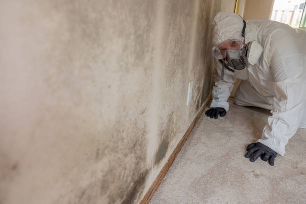 Best Real Estate Mold Inspection in Canby, OR